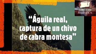 Águila real, captura de un chivo de cabra montesa – Félix Rodríguez de la  Fuente. - YouTube