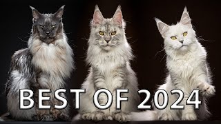 Maine Coon Cat Portraits | Best of 2024