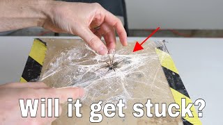 Can a Spider Get Stuck in its Own Web? Wrapping a Spider in Spiderweb Experiment