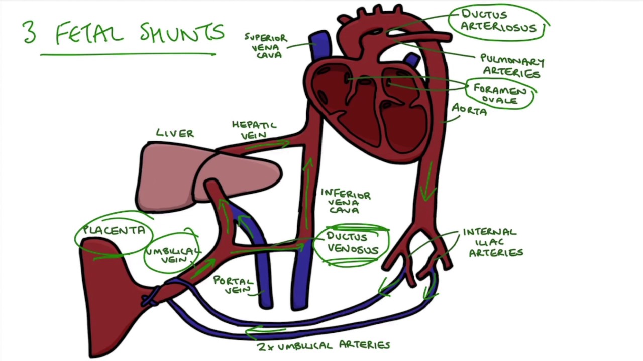 Step By Step Fetal Circulation Flow Chart