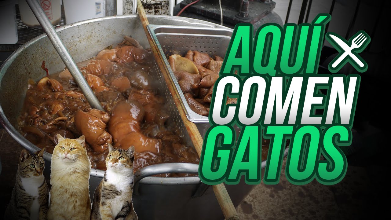 AQUÍ COMEN GATOS - YouTube