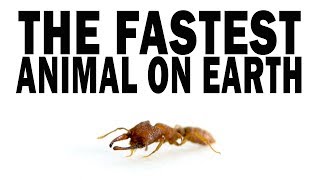 The Fastest Animal on Earth: the Snap-Jaw Ant