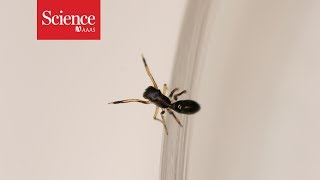 This spider looks (and walks) like an ant