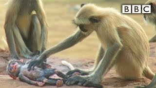 Langur monkeys grieve over fake monkey - Spy in the Wild: Episode 1 Preview - BBC One