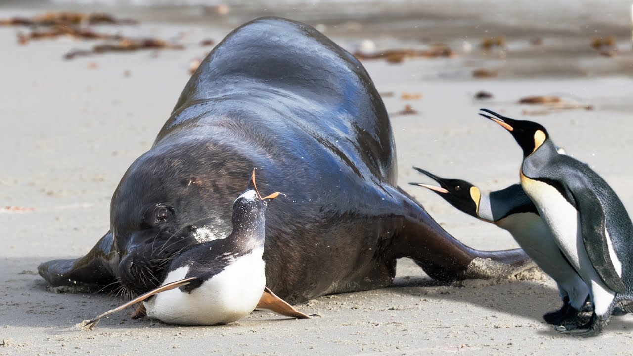 Unbelievable Encounters: tһгіɩɩіпɡ Moments with Fish and Marine Animals