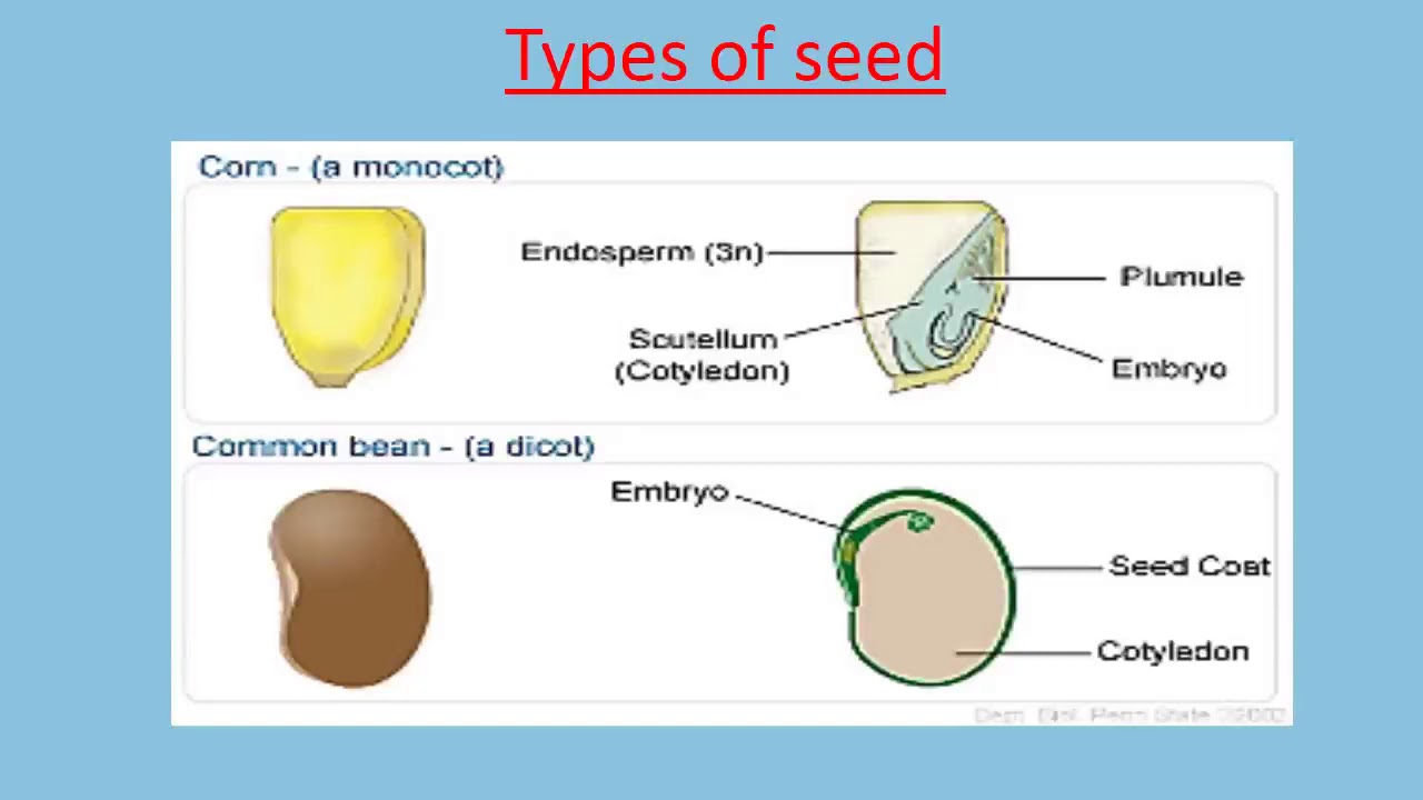 seed lesson steped down - YouTube