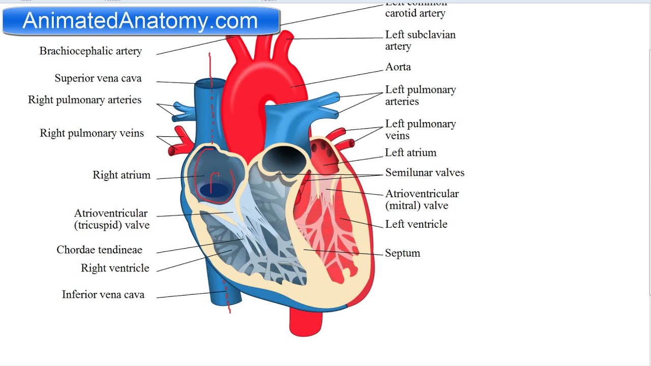 Heart Anatomy And Function