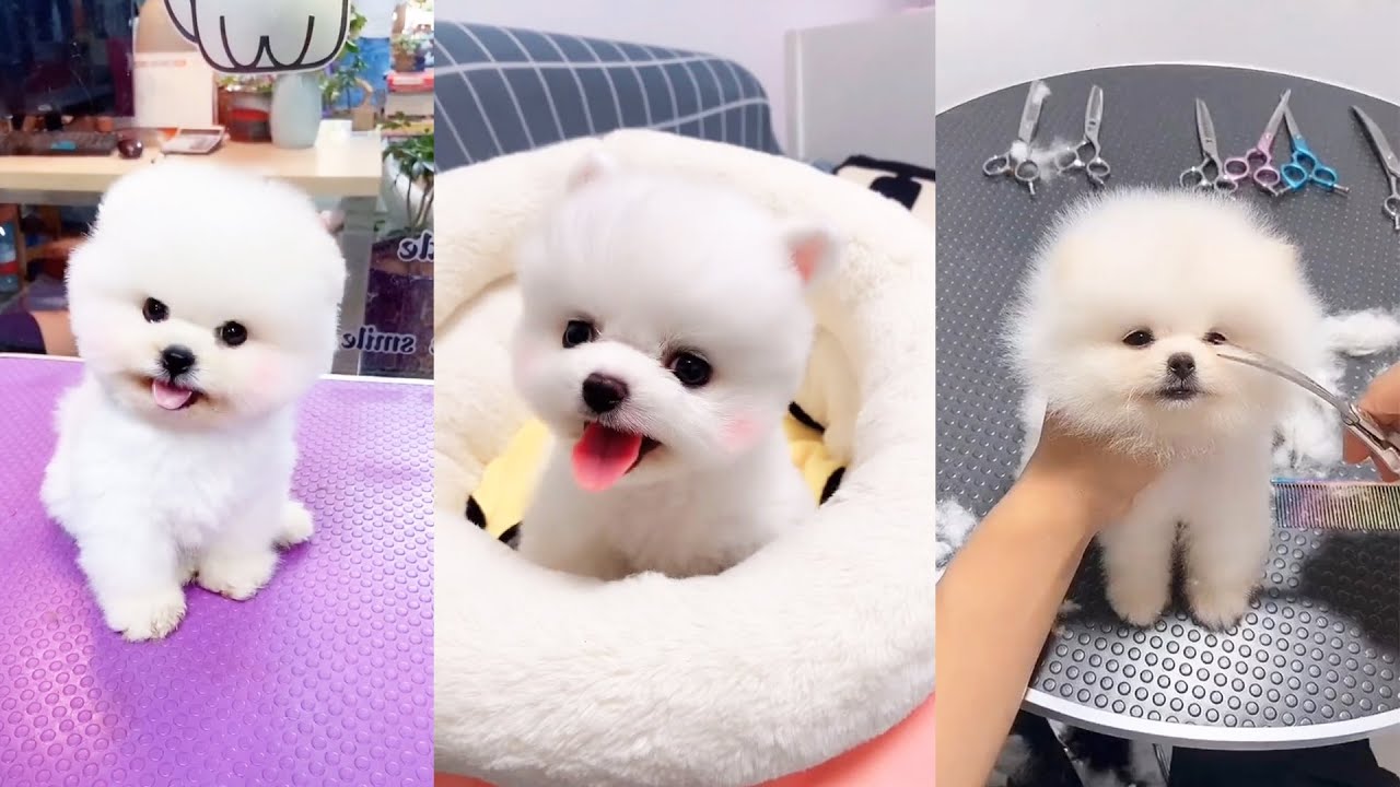 Chó phốc sóc mini cute - Bạn đang tìm kiếm một con chó nhỏ xinh xắn để nuôi trong nhà? Chó phốc sóc mini cute là sự lựa chọn hoàn hảo cho bạn! Với bộ lông màu nâu và trắng đáng yêu, chúng sẽ làm cho ngôi nhà của bạn tràn đầy niềm vui và sự dễ chịu.