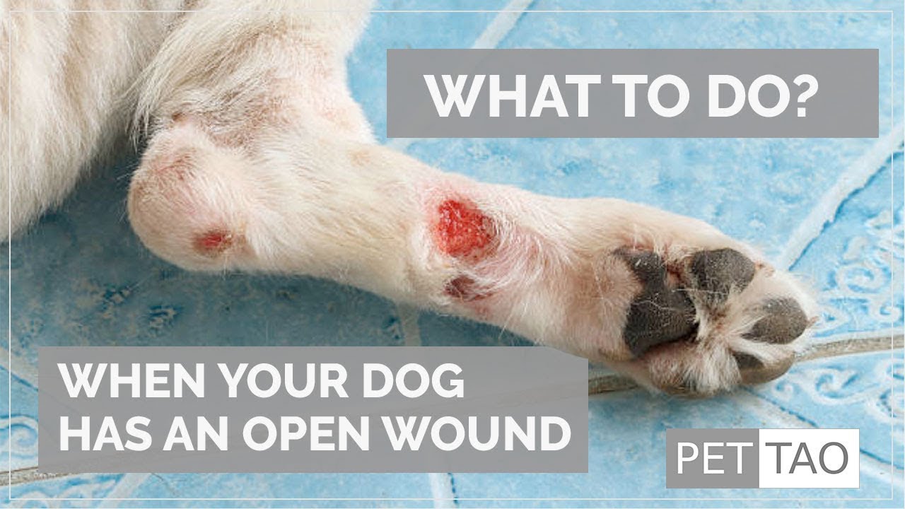 What Causes Open Sores On Dogs