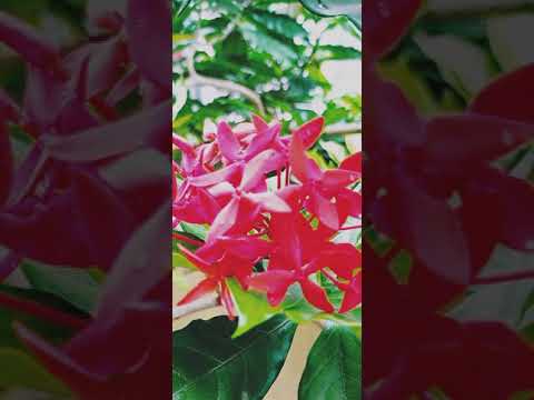 Types of flower 🌻🌼🌹🌺🌼🌷 - YouTube