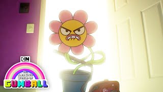 The Amazing World of Gumball | The Flower | Cartoon Network