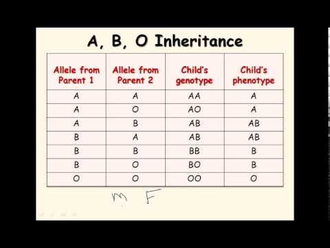 Genetics Of Blood Types Chart