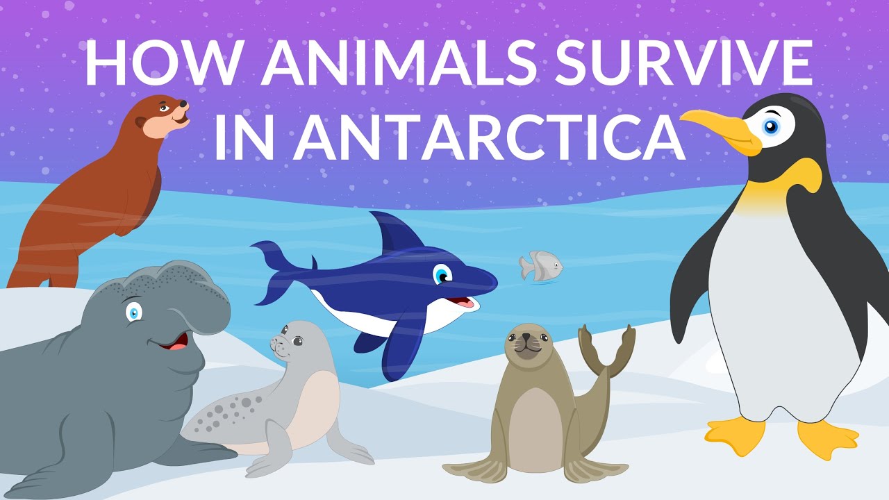 Antarctic Animals For Kids