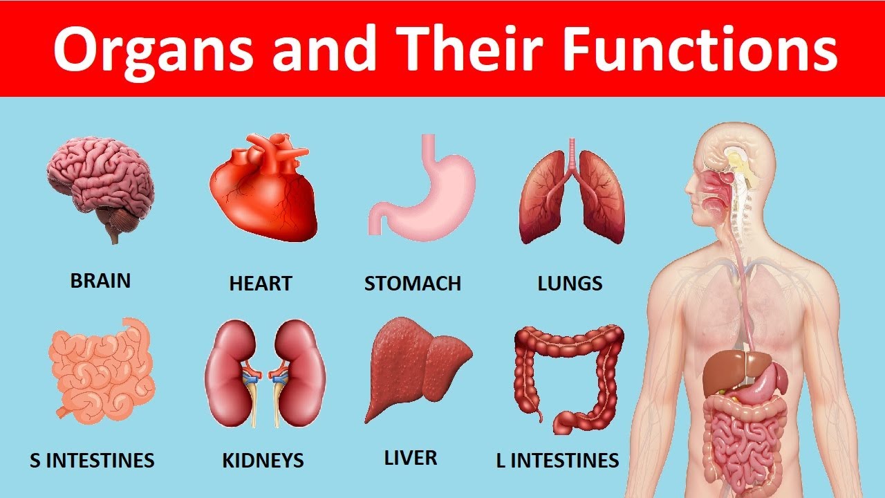 Internal Organs Of Human Body And Their Functions Pdf ~ Image Result ...