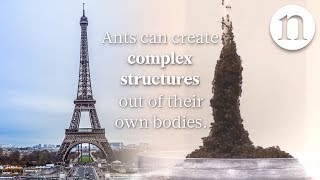 Ant architecture: The simple rules of ant construction