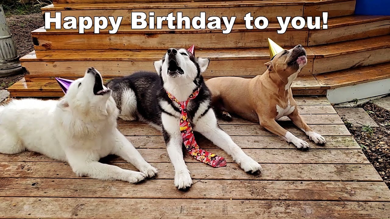 Happy Birthday Song Funny Dog Sings Like Elvis Youtube Funny Happy Birthday Song Happy Birthday Song Birthday Songs