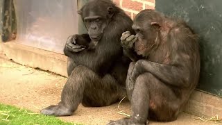 Things to Know About Chimps | BBC Earth