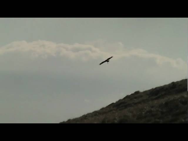 Aguila real cazando cabra - YouTube