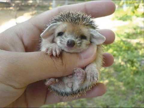 Cute Baby Hedgehog Youtube