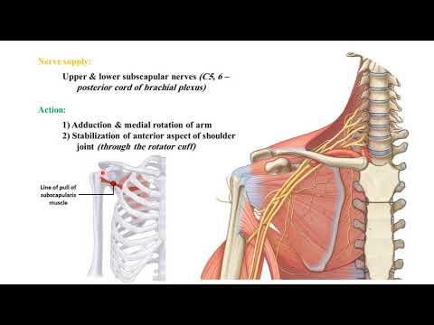 MED Level 1 MUS1 Scapular region Dr Hossam - YouTube