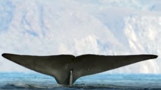 How to Collect Whale DNA | Blue Planet Live | Earth Unplugged