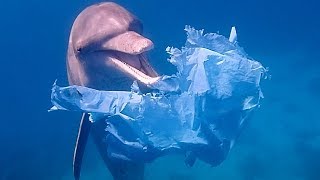 Dolphins Playing with Plastic Bags | Blue Planet Live | BBC Earth