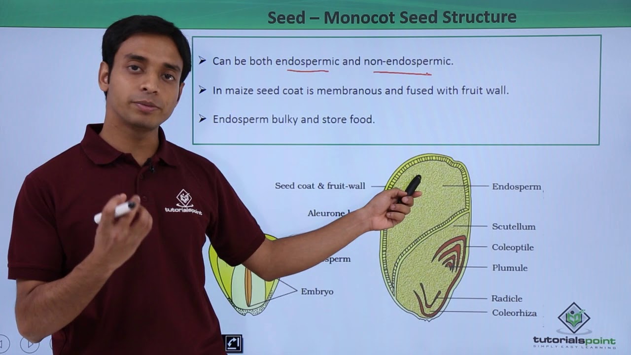 Parts Of A Monocot Seed