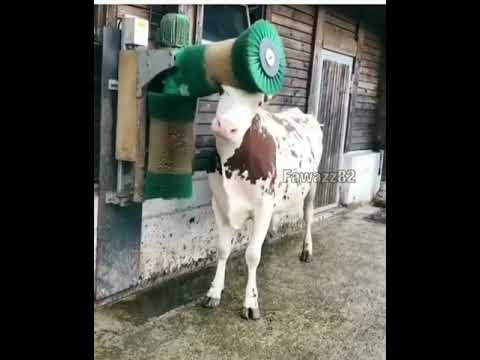 Cow massage machine !!so cute!! - YouTube