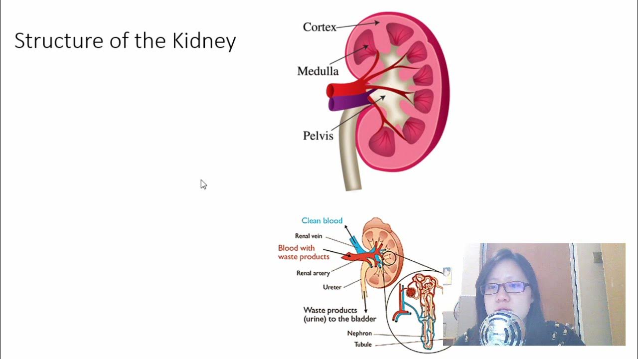 Chap 14 (Part 2) Osmoregulation | Cambridge A-Level 9700 Biology - YouTube