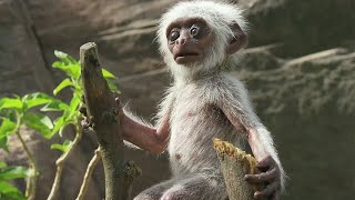 'Toy Spy Monkey' Mistaken For Dead Baby And Mourned By Troop | BBC Earth