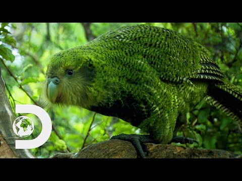 The World's Plumpest Flightless Parrot Is Near Extinction | Modern Dinosaurs