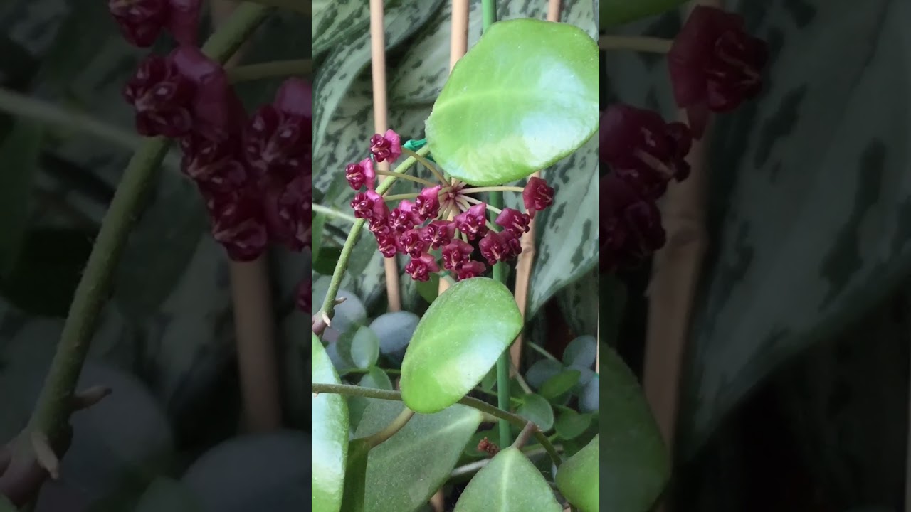 Hoya lucardenasiana - YouTube