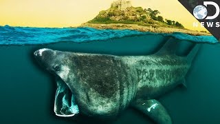 What Did Sharks Look Like 450 Million Years Ago?