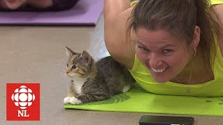 'Be in the Meow' with Kitten Yoga