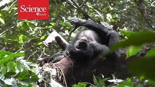 Chimpanzees, bonobos use gestures that have the same meaning