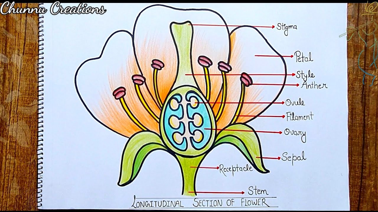 Draw A Labelled Diagram Of The Longitudinal Section Of A Flower From ...