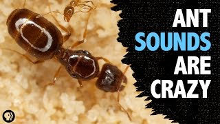 What Sound Does An Ant Make?