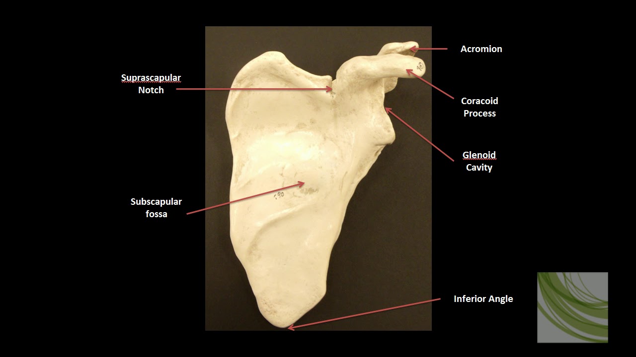 Dog Scapula Anatomy