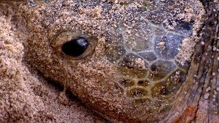 Green Turtle Laying Eggs CAUGHT ON CAMERA | BBC Earth