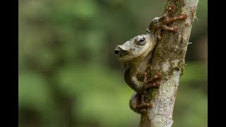 Sounds of Survival | bioGraphic