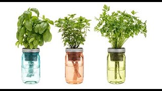 10 Herbs That Just Need Water - Indoor Water Plants