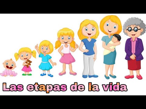 Las etapas de la vida - YouTube