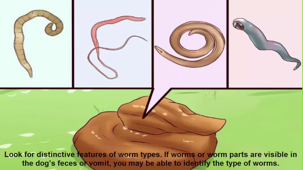 Different Types Worms