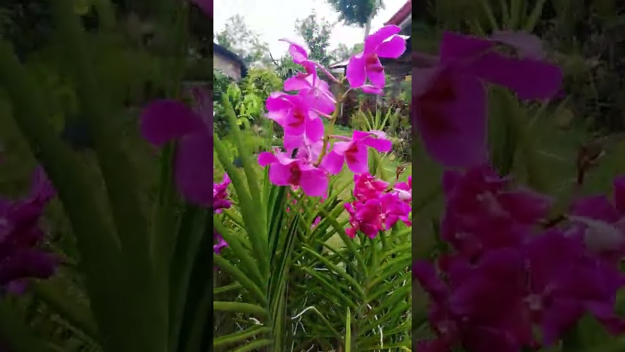 My ideas of planting vandas😍😍😍 - YouTube