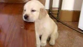 Cute Puppy Falling Asleep. Golden Retriever Puppy