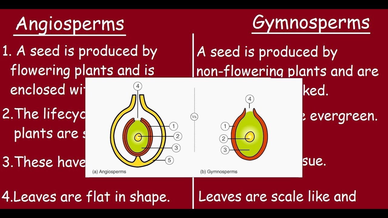 Angiosperms Vs Gymnosperms Quick Differences In 3 Minutes | Free Nude ...