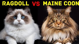 Ragdoll VS Maine Coon Cat | Which Cat Breed is Right for You?