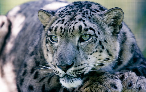 close up photo of leopard