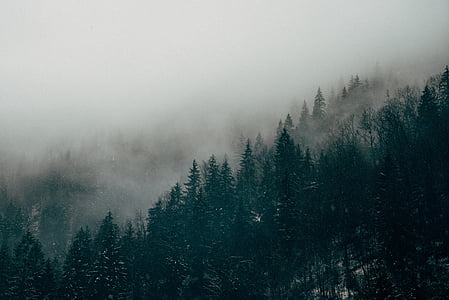 pine trees with fogs