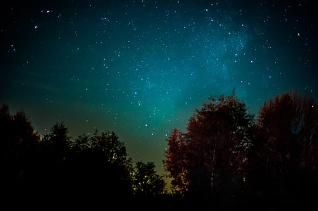 long exposure and worm's eye view photograph of forest